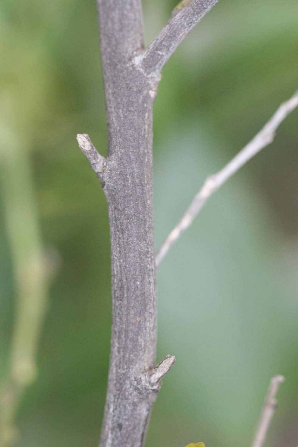              Second - third year twig (Riverside, CA)       